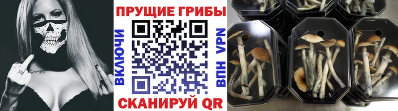Псилоцибиновые грибы ЛСД Стерлитамак
