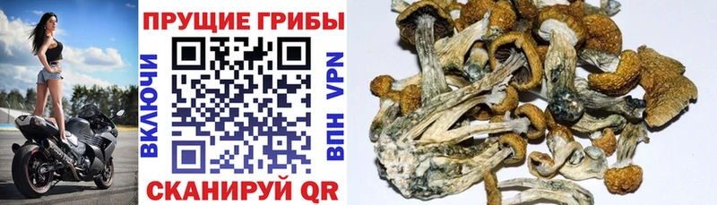 Галлюциногенные грибы MAGIC MUSHROOMS  Стерлитамак 